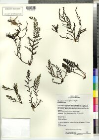 Marathrum foeniculaceum image