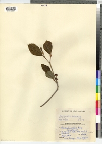 Hamamelis japonica image