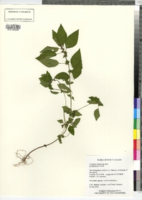 Acalypha rhomboidea image