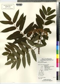 Sorbus americana image