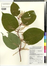 Polygonum cuspidatum image