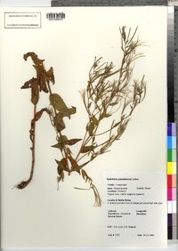 Epilobium ciliatum ssp. glandulosum image