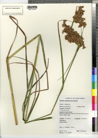 Scirpus cyperinus image