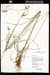 Eriophorum virginicum image