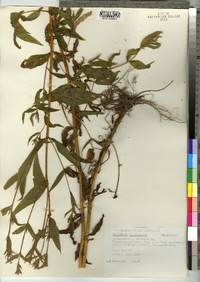 Epilobium ciliatum ssp. glandulosum image