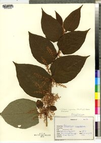 Polygonum cuspidatum image