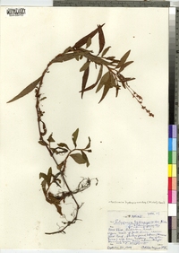 Polygonum hydropiperoides image