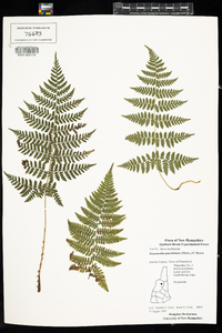 Dennstaedtia punctilobula image