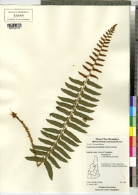 Polystichum acrosticoides image