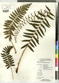 Polystichum acrosticoides image