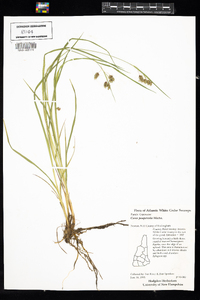 Carex magellanica image