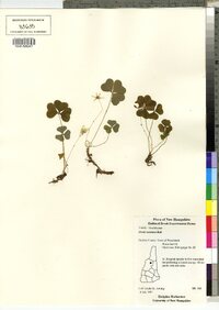 Oxalis montana image