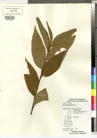 Prunus pensylvanica image