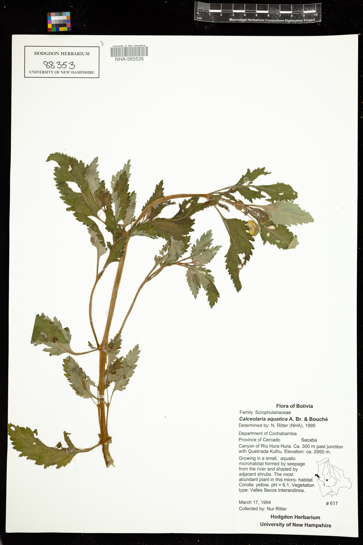Calceolaria aquatica image