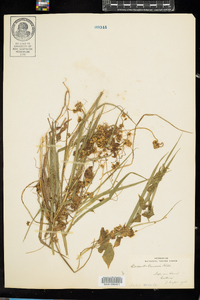 Cuscuta gronovii image