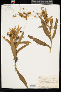 Cuscuta gronovii image