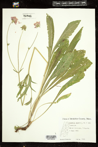 Knautia arvensis image