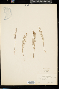 Hypericum gentianoides image