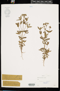 Hypericum majus image