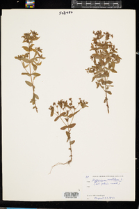 Hypericum mutilum image