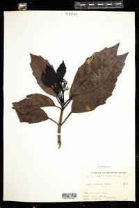 Image of Aucuba japonica