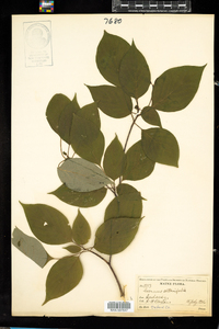 Cornus alternifolia image