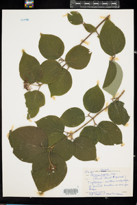 Cornus rugosa image