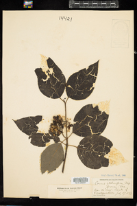 Cornus sericea image