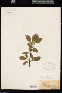 Cornus sericea image