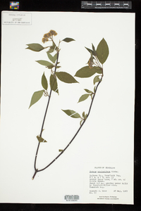 Cornus sericea image