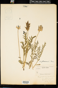 Oxytropis campestris var. johannensis image