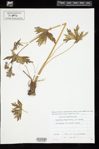 Image of Geranium erianthum