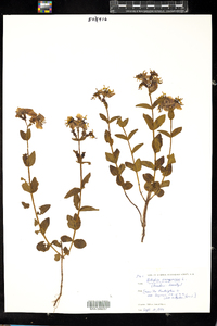 Rhexia virginica image