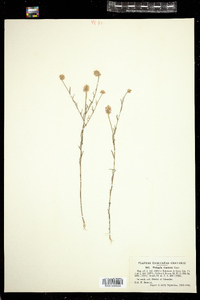 Polygala curtissii image