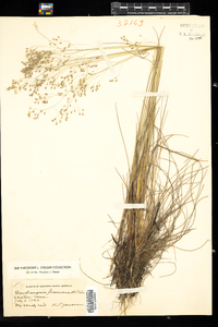 Deschampsia flexuosa image