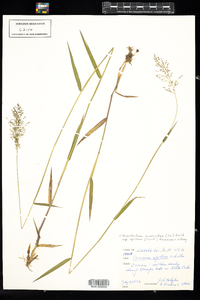Dichanthelium acuminatum ssp. spretum image