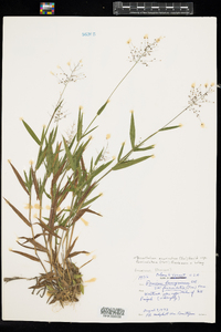 Dichanthelium acuminatum ssp. fasciculatum image