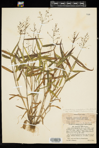 Image of Dichanthelium commutatum ssp. ashei