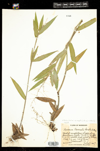 Image of Dichanthelium ravenelii