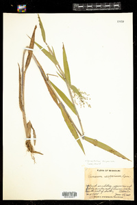 Dichanthelium scoparium image