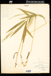 Dichanthelium xanthophysum image