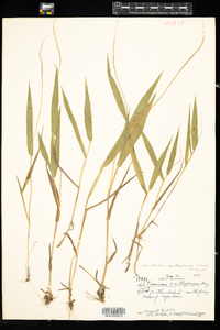 Dichanthelium xanthophysum image