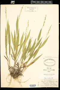 Dichanthelium xanthophysum image