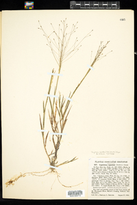 Digitaria cognata image