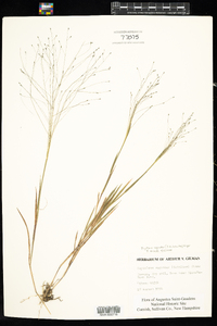 Digitaria cognata image