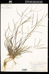 Digitaria ischaemum image