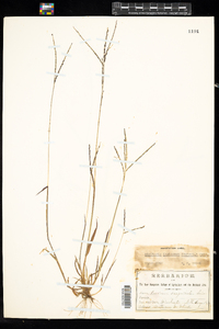 Digitaria ischaemum image