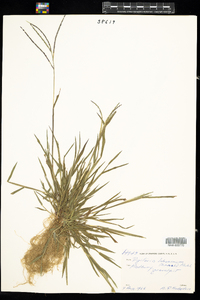 Digitaria ischaemum image