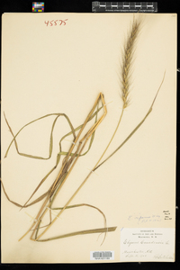 Elymus riparius image