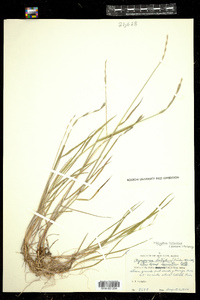 Elymus alaskanus ssp. latiglumis image